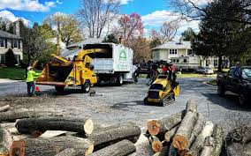 Best Tree Health Inspection  in La Verne, CA