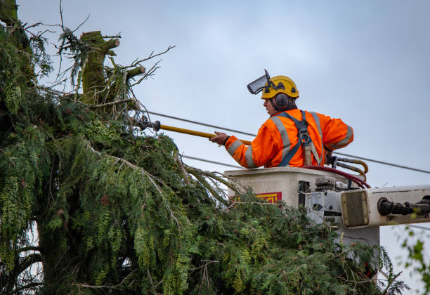 Professional Tree Care in La Verne, CA