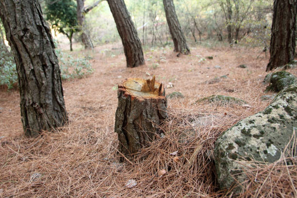 Best Firewood Processing and Delivery  in La Verne, CA