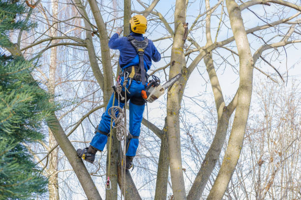 Best Tree Trimming and Pruning  in La Verne, CA