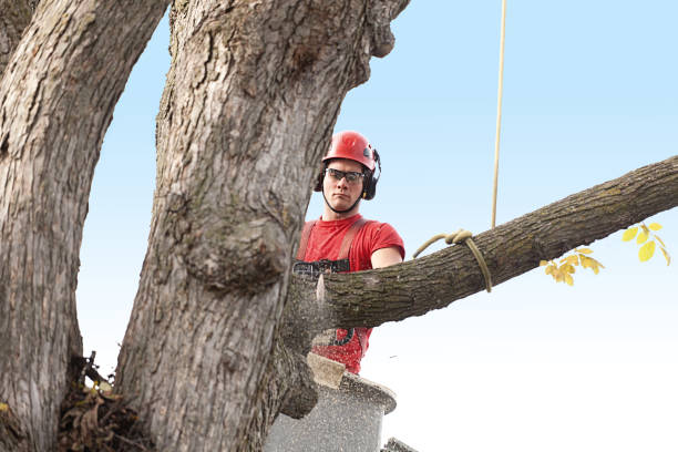 How Our Tree Care Process Works  in  La Verne, CA
